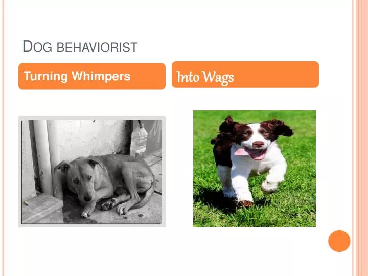 dog behaviorist n.