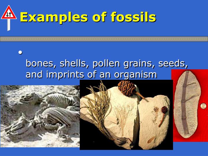 PPT Academic Raceway Fossils PowerPoint Presentation ID1093220