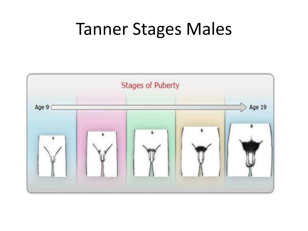 Tanner Fox Underwear