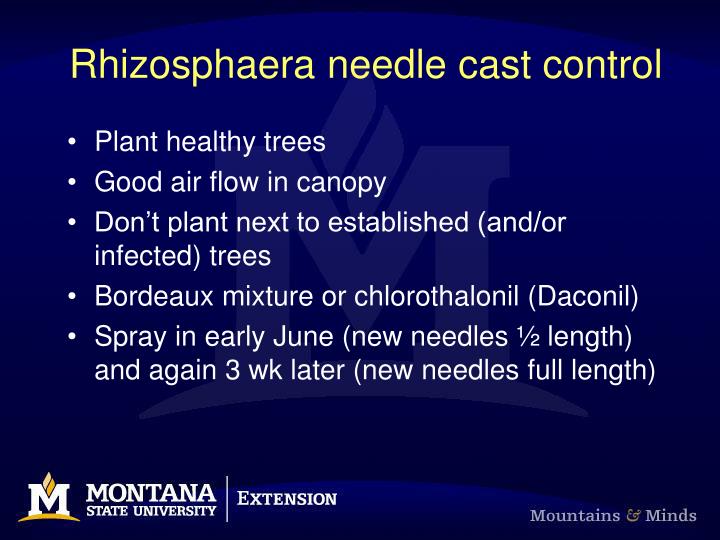 PPT Dutch Elm Disease PowerPoint Presentation ID1095073