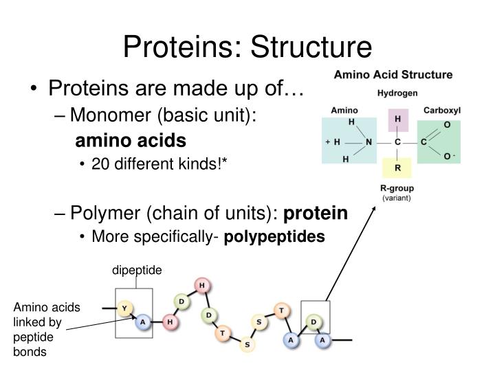 PPT - Macromolecules PowerPoint Presentation - ID:1095921