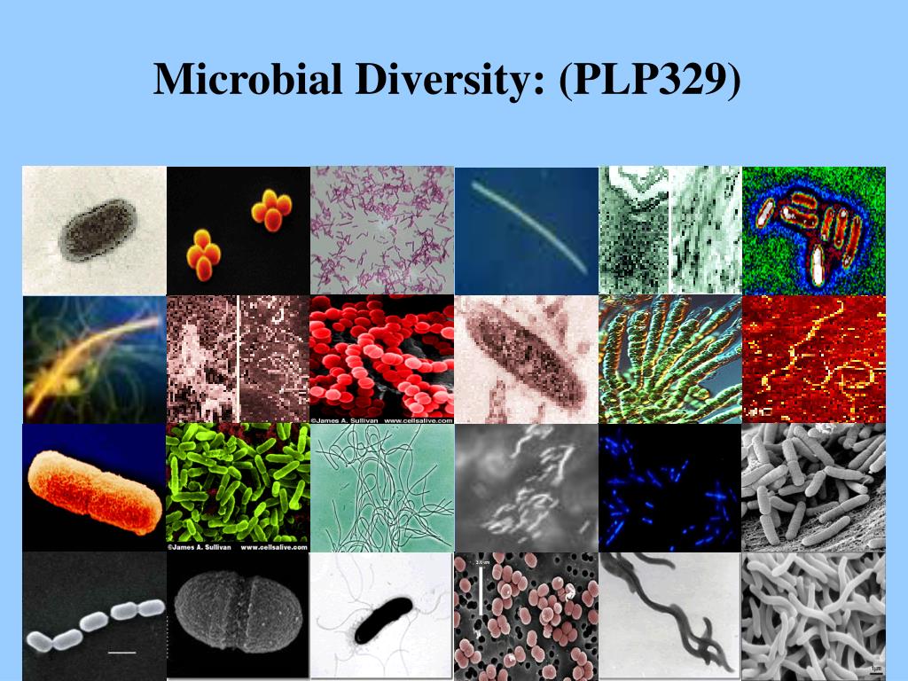 write an essay on metabolic diversity of microbes