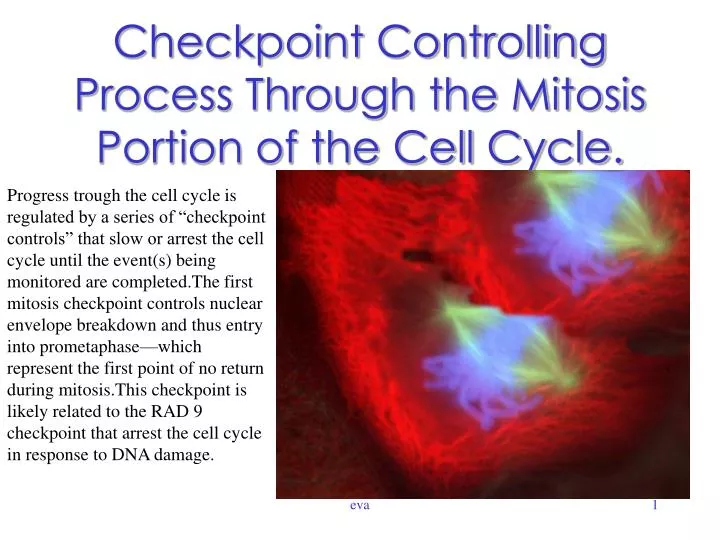 checkpoint controlling process through the mitosis portion of the cell cycle n.