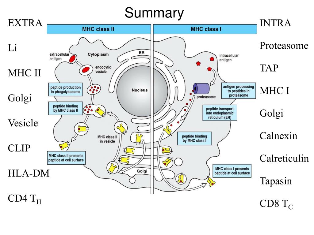 PPT - INTRA Proteasome TAP MHC I Golgi Calnexin Calreticulin Tapasin CD8 T  C PowerPoint Presentation - ID:1098777