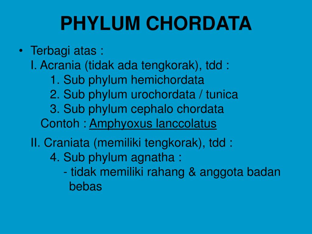 PPT ANATOMI PERBANDINGAN HEWAN  VERTEBRATA PowerPoint 