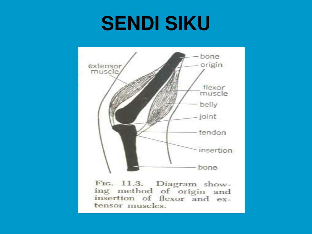 PPT ANATOMI PERBANDINGAN HEWAN  VERTEBRATA  PowerPoint 