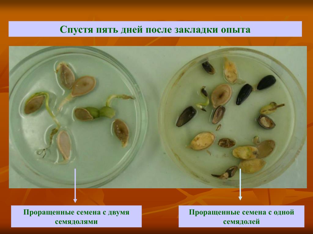 Прорастание семян фото