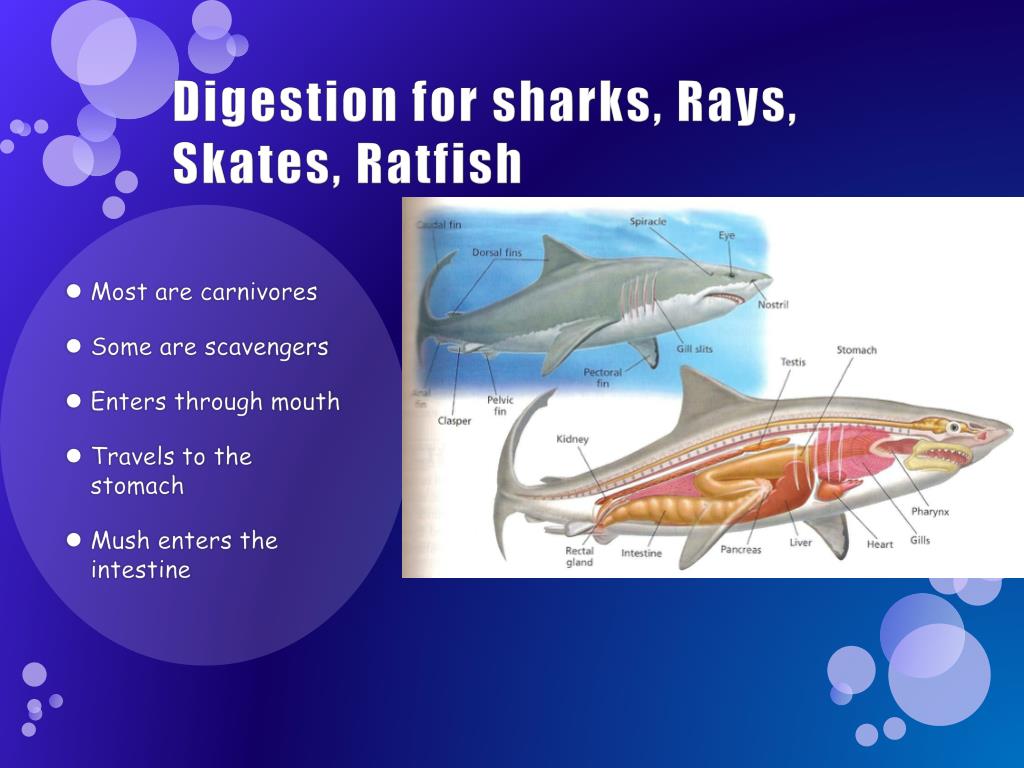 like chordates, all invertebrates have like chordates, all invertebrates have
