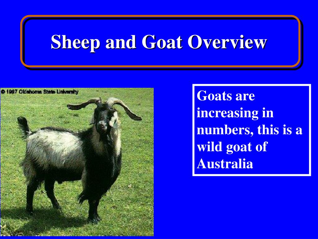 Ppt Sheep And Goat Overview Powerpoint Presentation Free Download