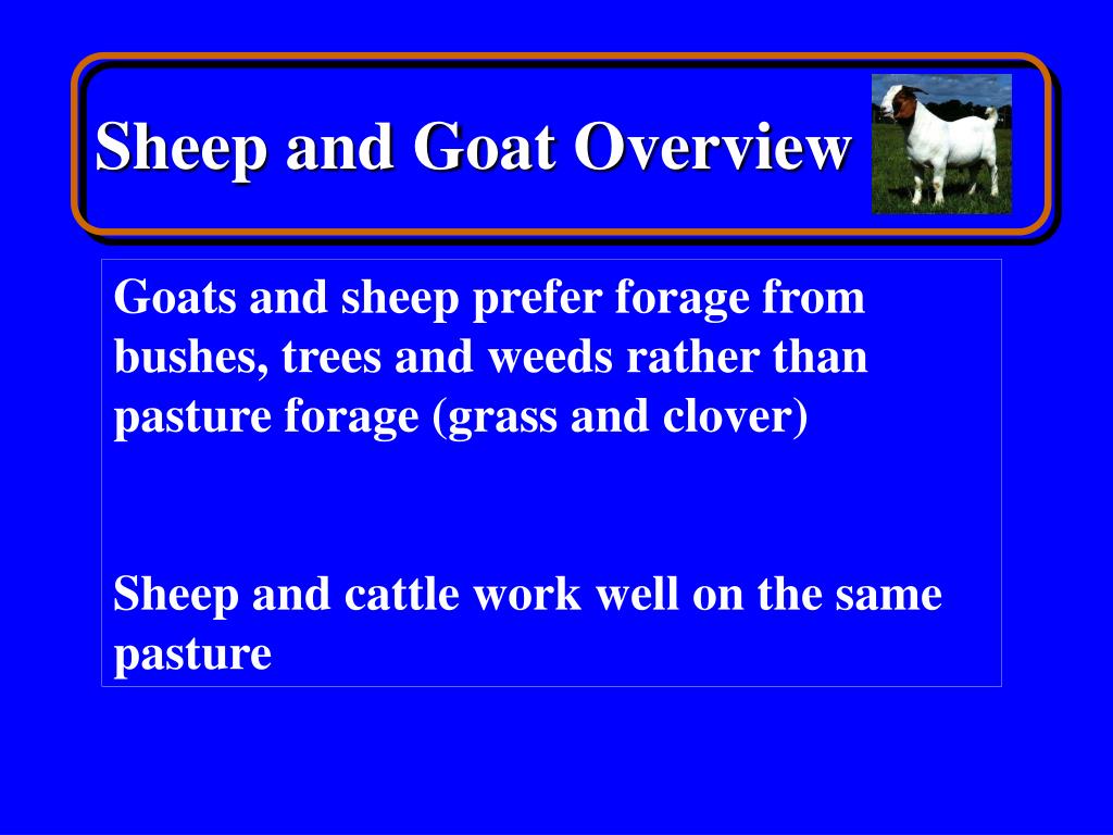 Ppt Sheep And Goat Overview Powerpoint Presentation Free Download