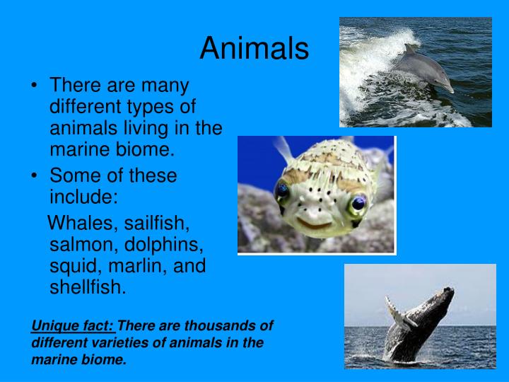 PPT - Marine Biome 2 nd block Honors Biology PowerPoint Presentation ...