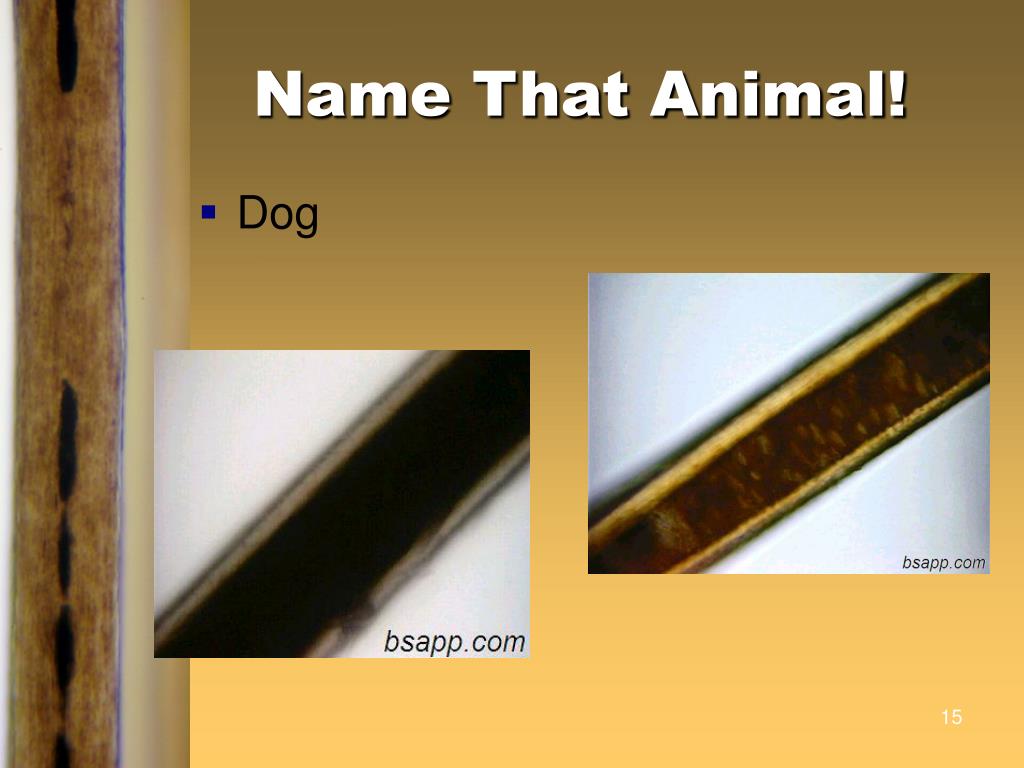 human hair animal name