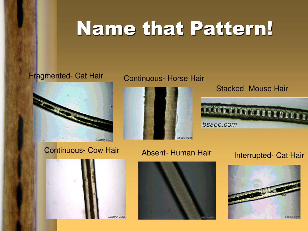PPT - Chapter 5: Hair PowerPoint Presentation, free download - ID:1103045