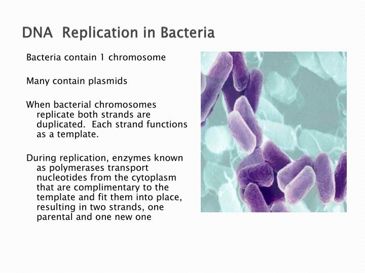 PPT - Microbial Genetics PowerPoint Presentation - ID:1103920