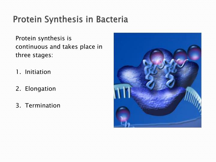 bacteria synthesise Atp synthase is found in bacteria, mitochondria and chloroplasts in bacteria it is located in the cell membrane with the bulky hydrophilic catalytic f 1 portion. bacteria synthesise Atp synthase is found in bacteria, mitochondria and chloroplasts in bacteria it is located in the cell membrane with the bulky hydrophilic catalytic f 1 portion.