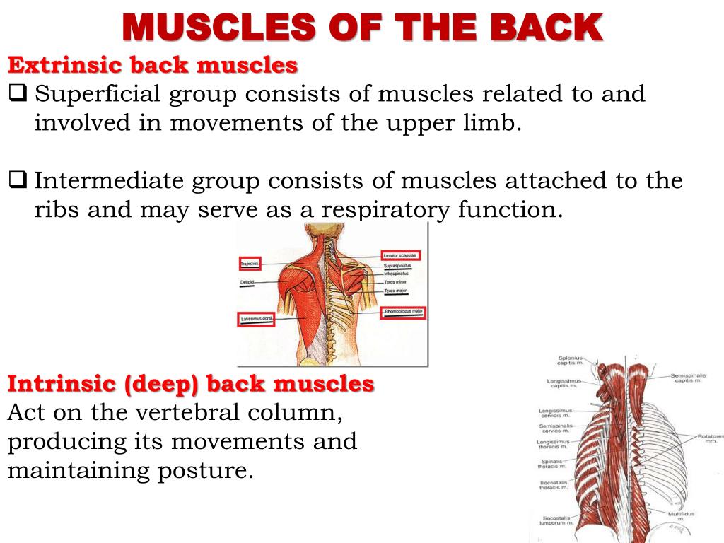 PPT - Superficial muscles of the back PowerPoint Presentation, free