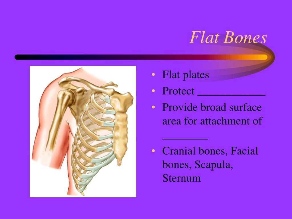 definition of flat bone definition of flat bone