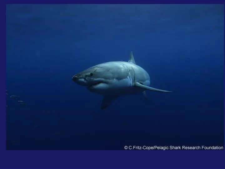 ppt-sharks-the-world-s-least-favorite-animal-in-decline-powerpoint