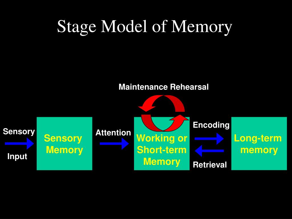 PPT - Three Stages of Memory PowerPoint Presentation, free download ...