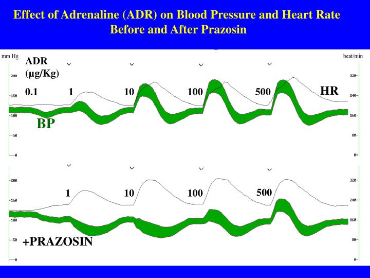 PPT AlphaAdrenergic Blockers PowerPoint Presentation ID1110414