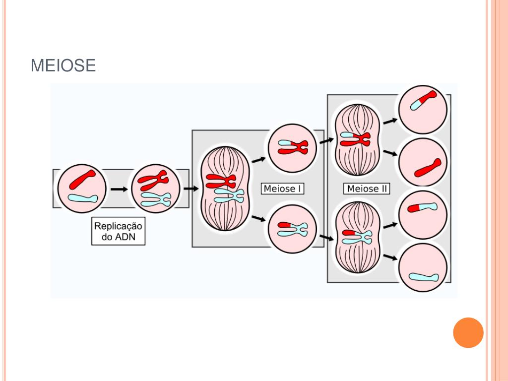 Набор хромосом в телофазе мейоза 1. Клеточный цикл мейоз. Цикл деления клетки. 2n4c набор хромосом. Генетическое значение мейоза.