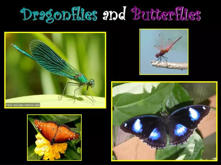 dragonflies and butterflies n.