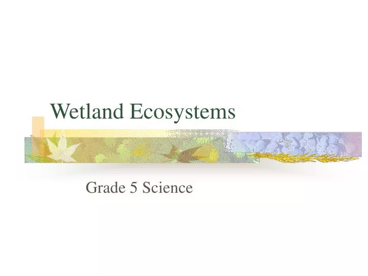 wetland ecosystems n.