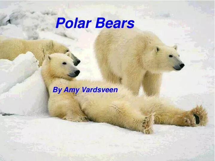 polar bear templates for microsoft powerpoint