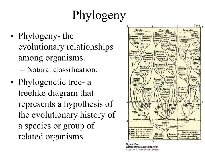 phylogeny meaning in tamil