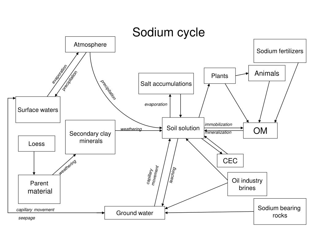 PPT - Sodium cycle PowerPoint Presentation, free download - ID:1112875