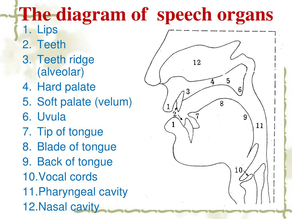 speech organ in english meaning