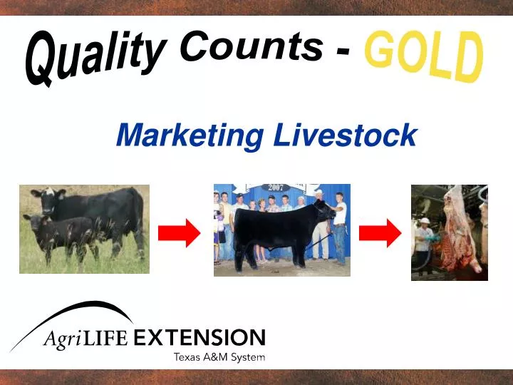 marketing livestock n.