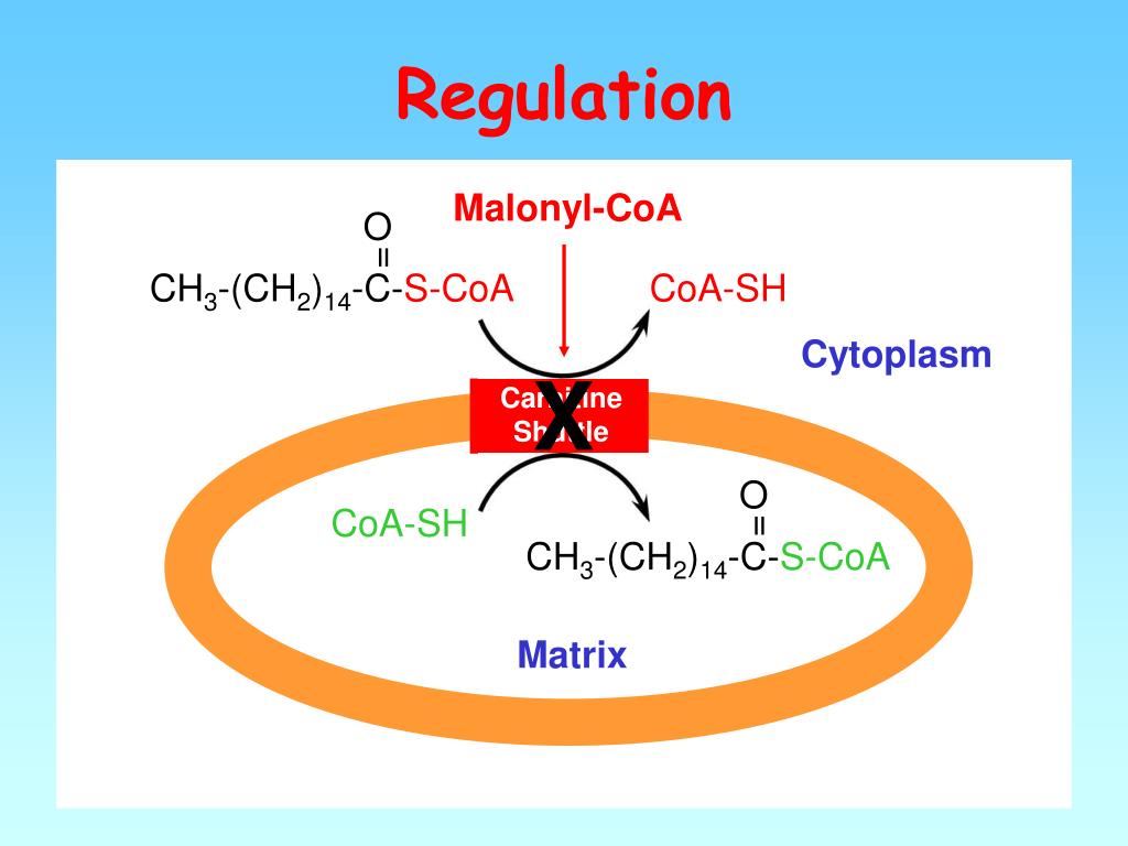 X reg. COA. Жирноил-COA. Malonyl-COA formation Reaction. COA контракт.