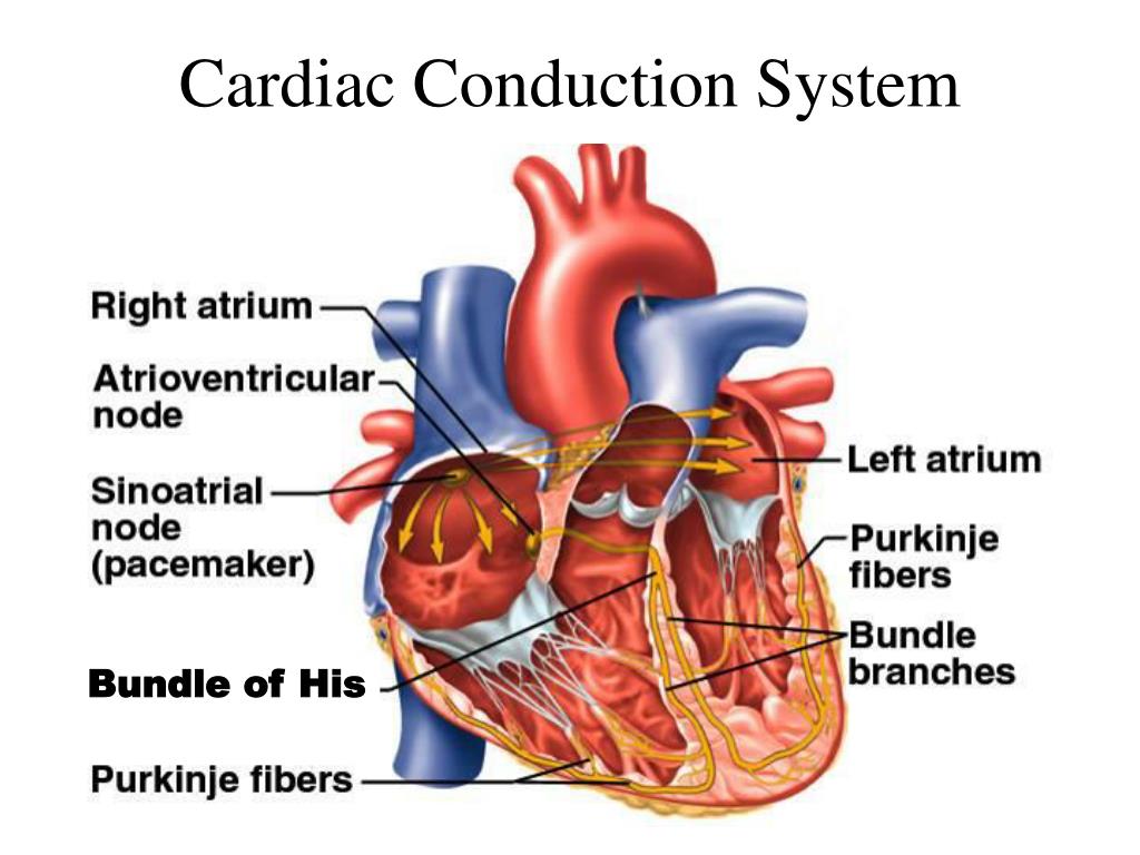 PPT - The Cardiovascular System: The Heart PowerPoint ...