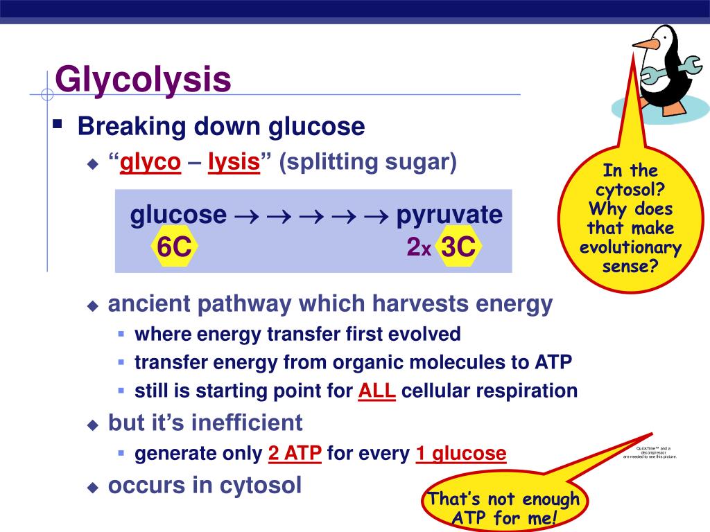 Ppt Cellular Respiration Stage 1 Glycolysis Powerpoint Presentation