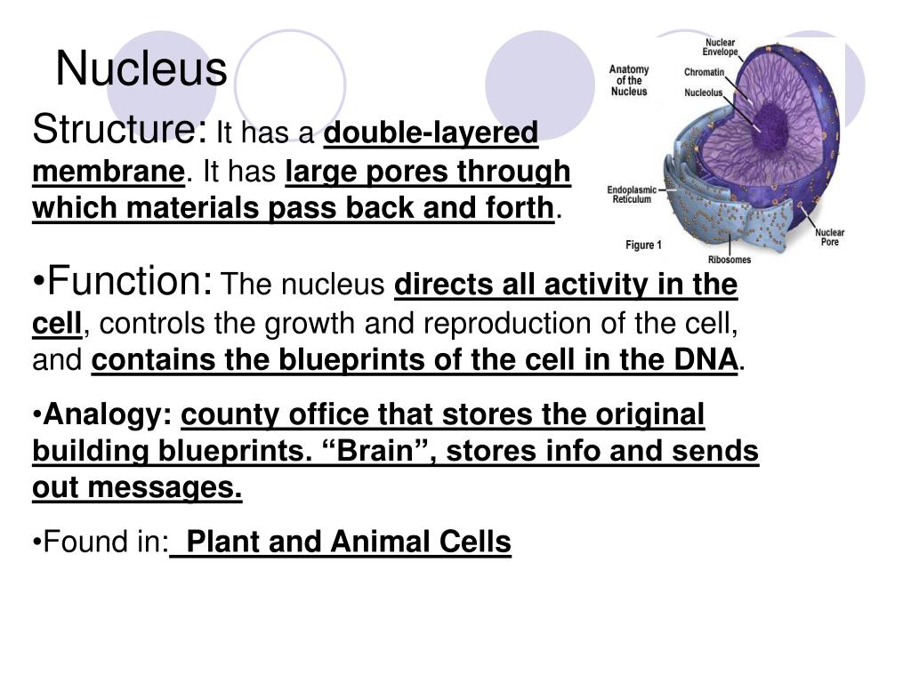 Ppt Cell Structure Powerpoint Presentation Free Download Id1115539