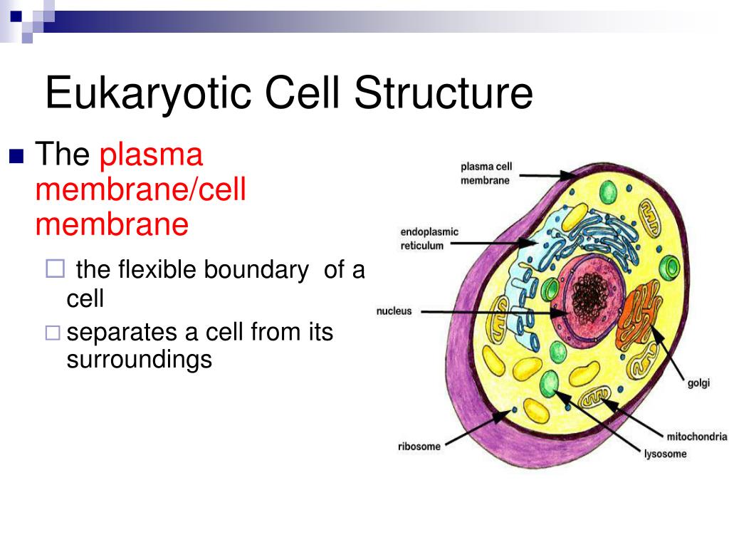 PPT Eukaryotic Cells Vs Prokaryotic Cells PowerPoint Presentation 