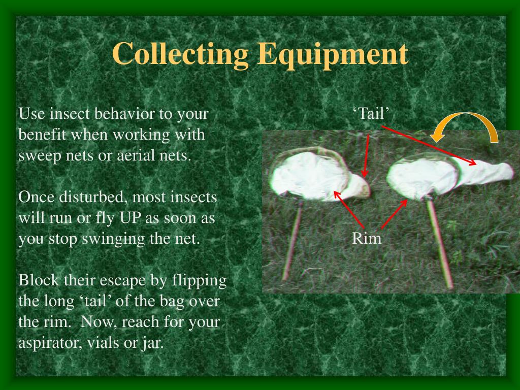 PPT - Collecting and Curating Insects PowerPoint Presentation