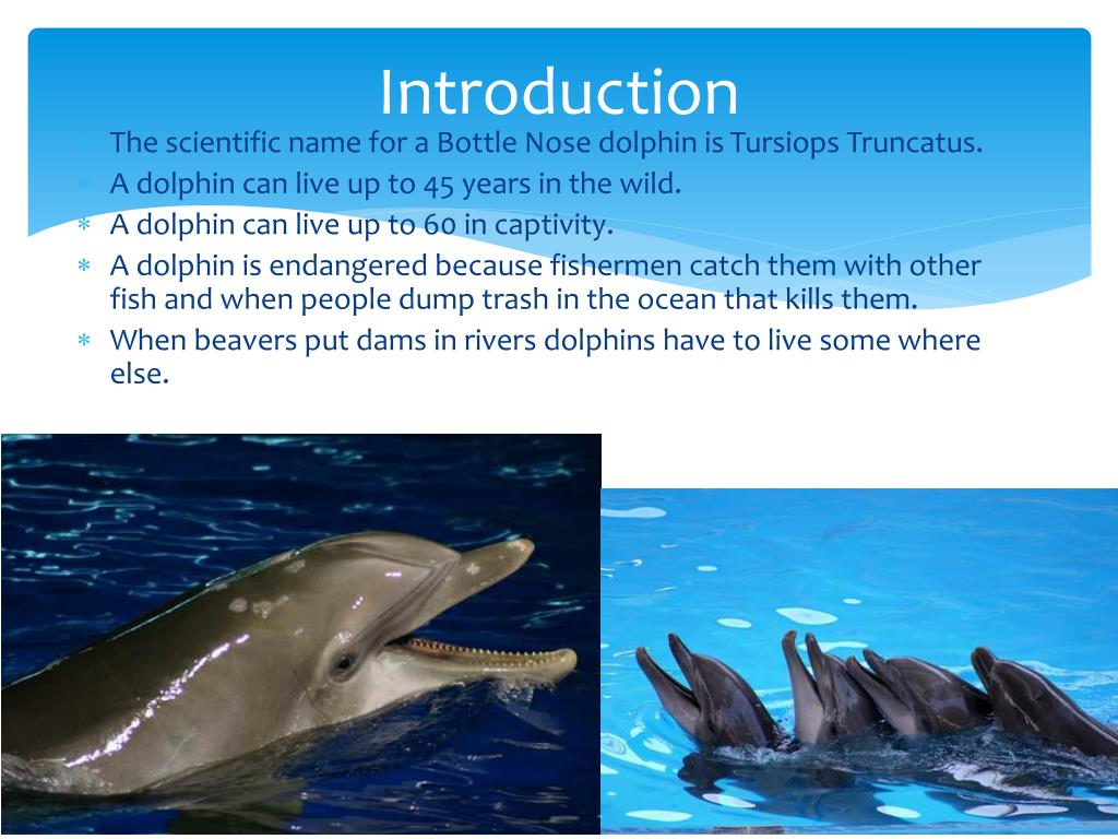 presentation about dolphins