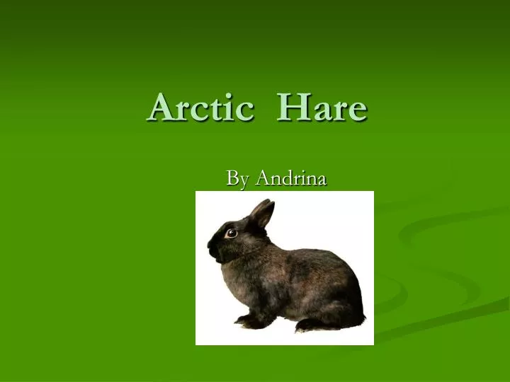 arctic hare n.