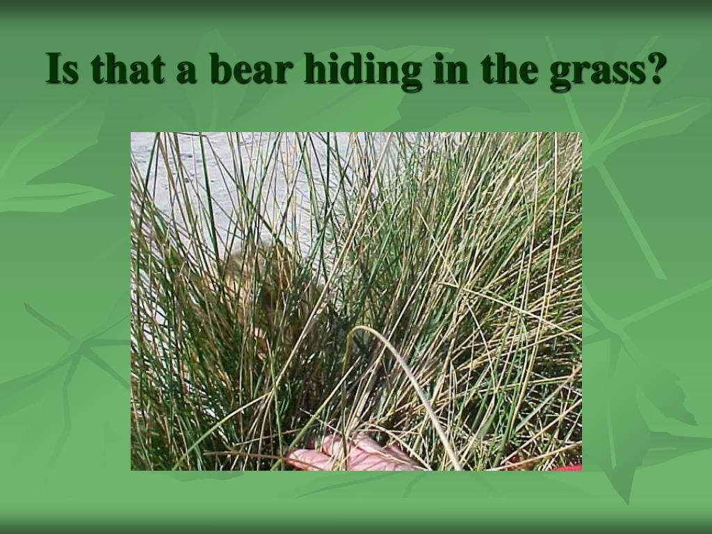 PPT - WE’RE GOING ON A BEAR HUNT! PowerPoint Presentation, free ...