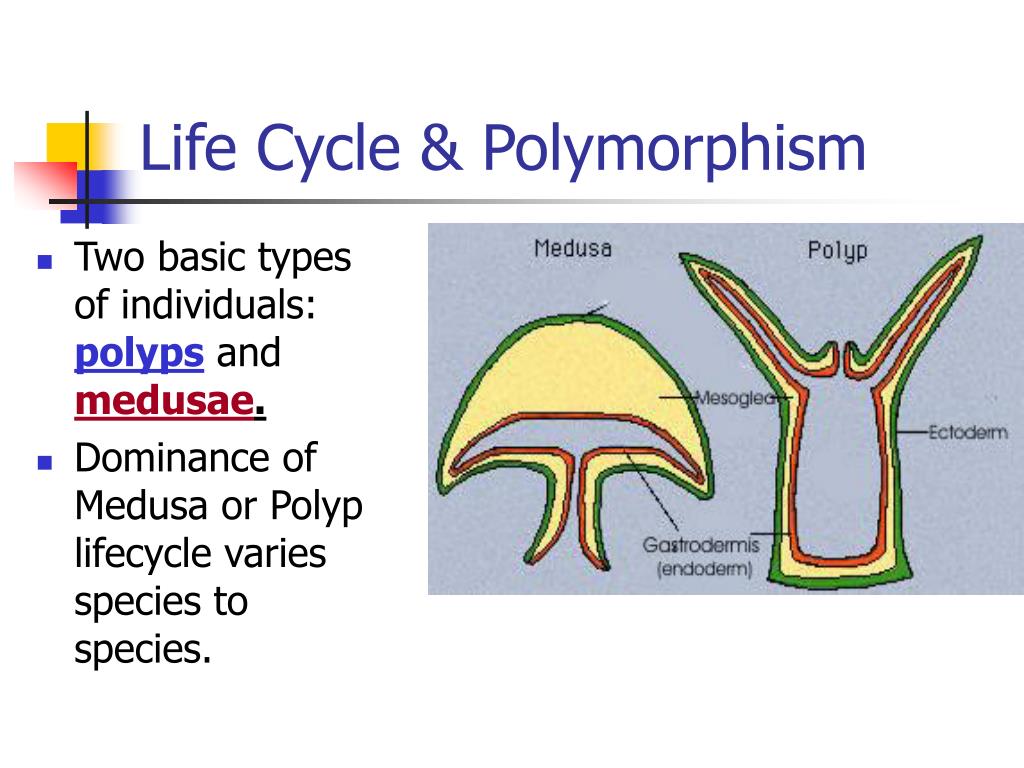 during what stage in its life cycle does a sponge move