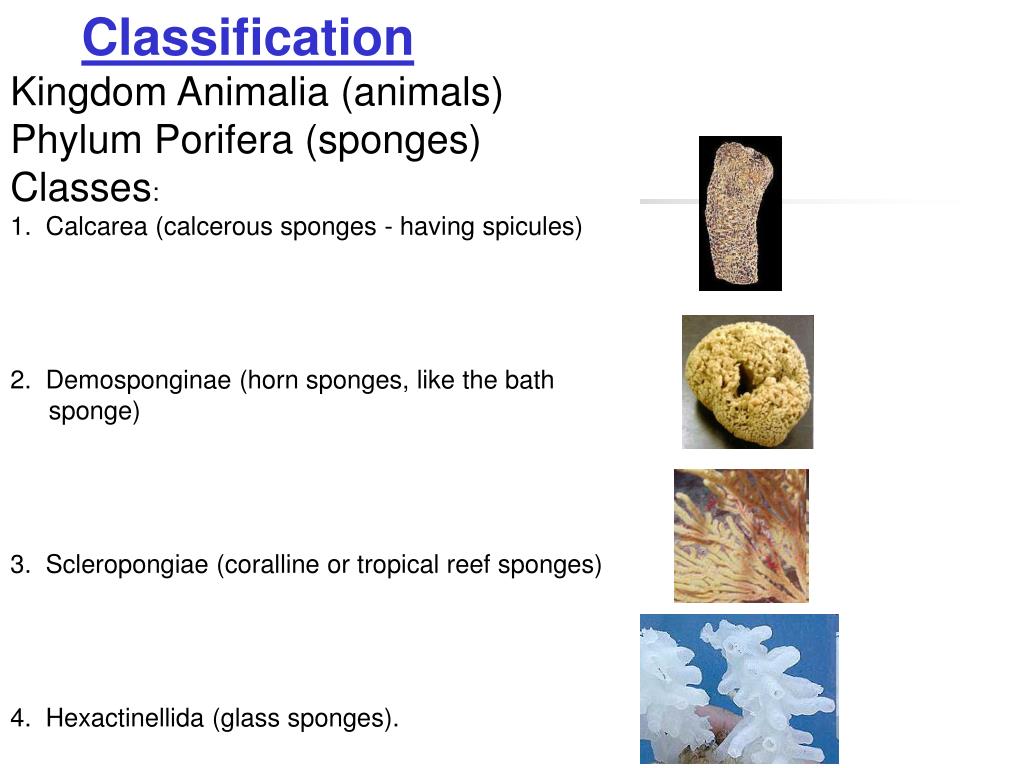 PPT The Sponges Phylum Porifera PowerPoint Presentation, free