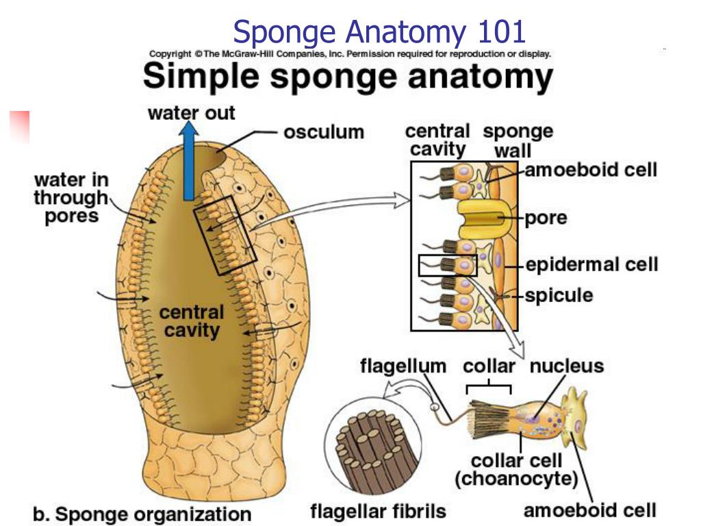 ppt-the-sponges-phylum-porifera-powerpoint-presentation-free