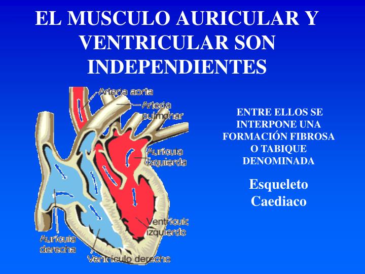 diferencia entre ventricula y auricula diferencia entre ventricula y auricula