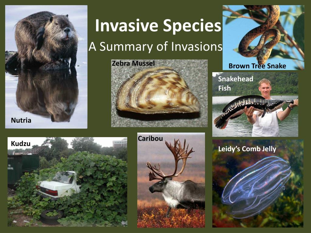 Introduction Of Invasive Species