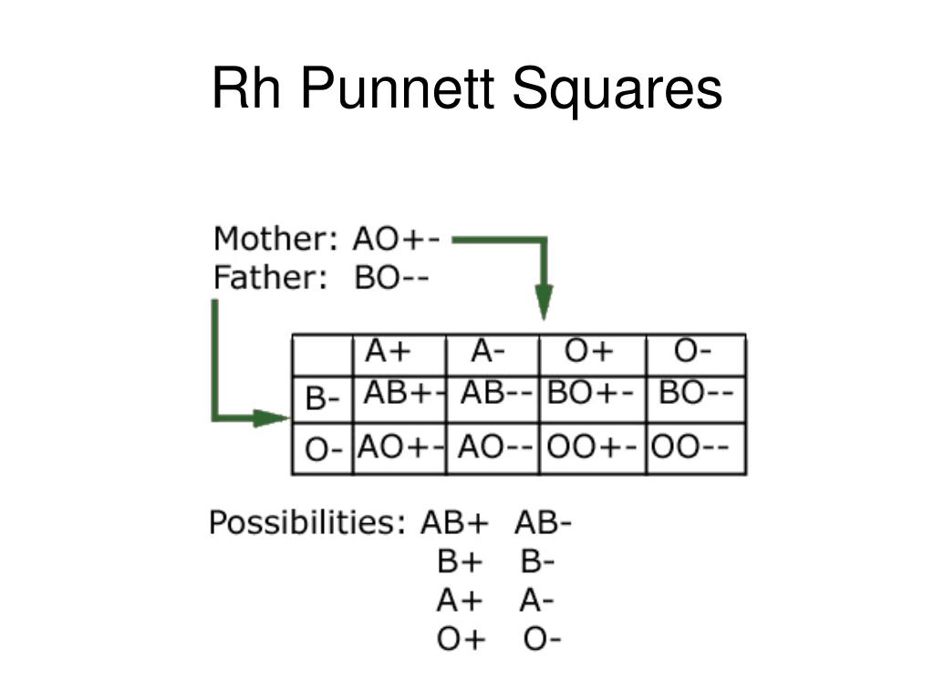 punnett-squares-worksheet-with-answers