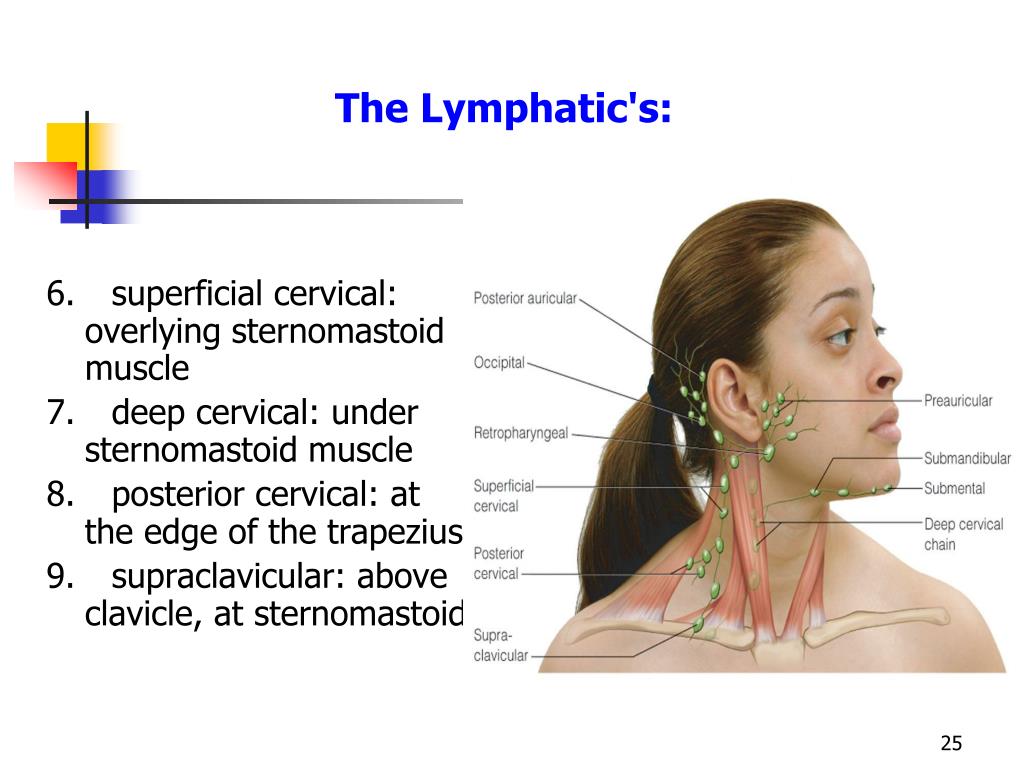 PPT - HEAD AND NECK REGIONAL LYMPHATICS PowerPoint Presentation, free ...