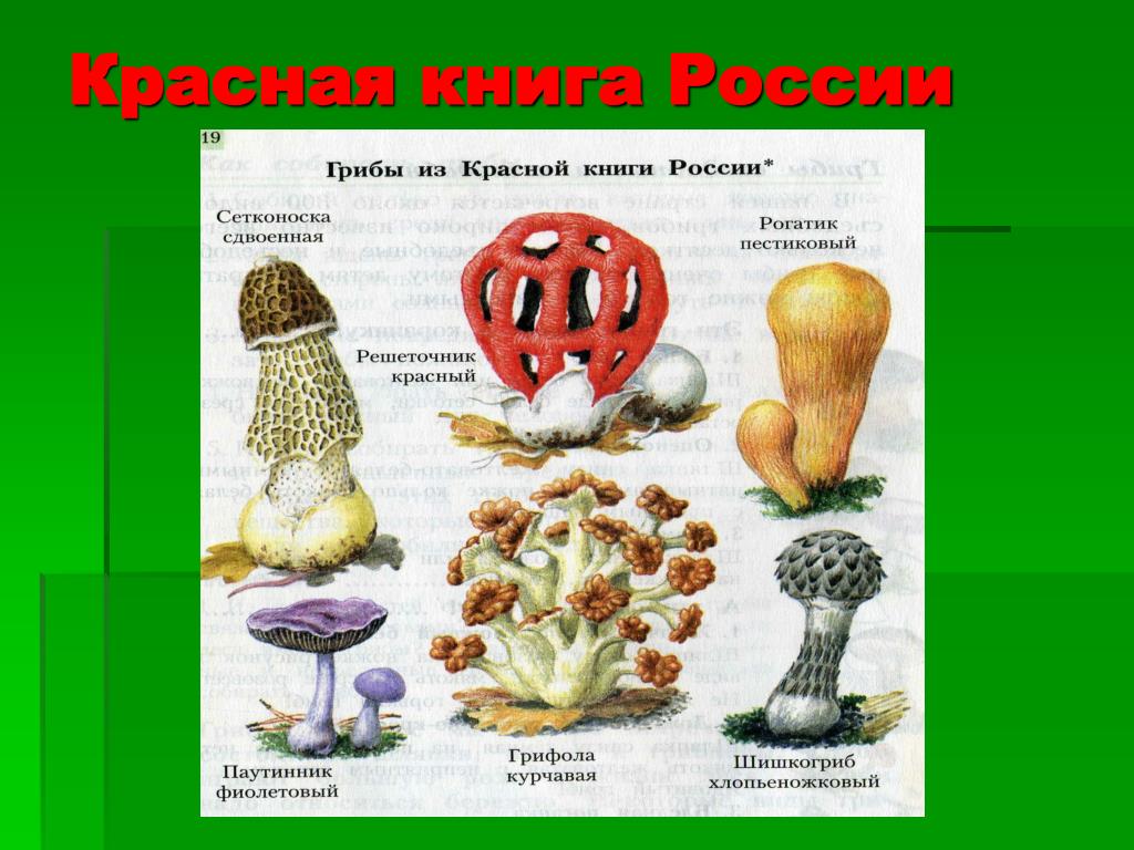 Как выглядят грибы из красной книги
