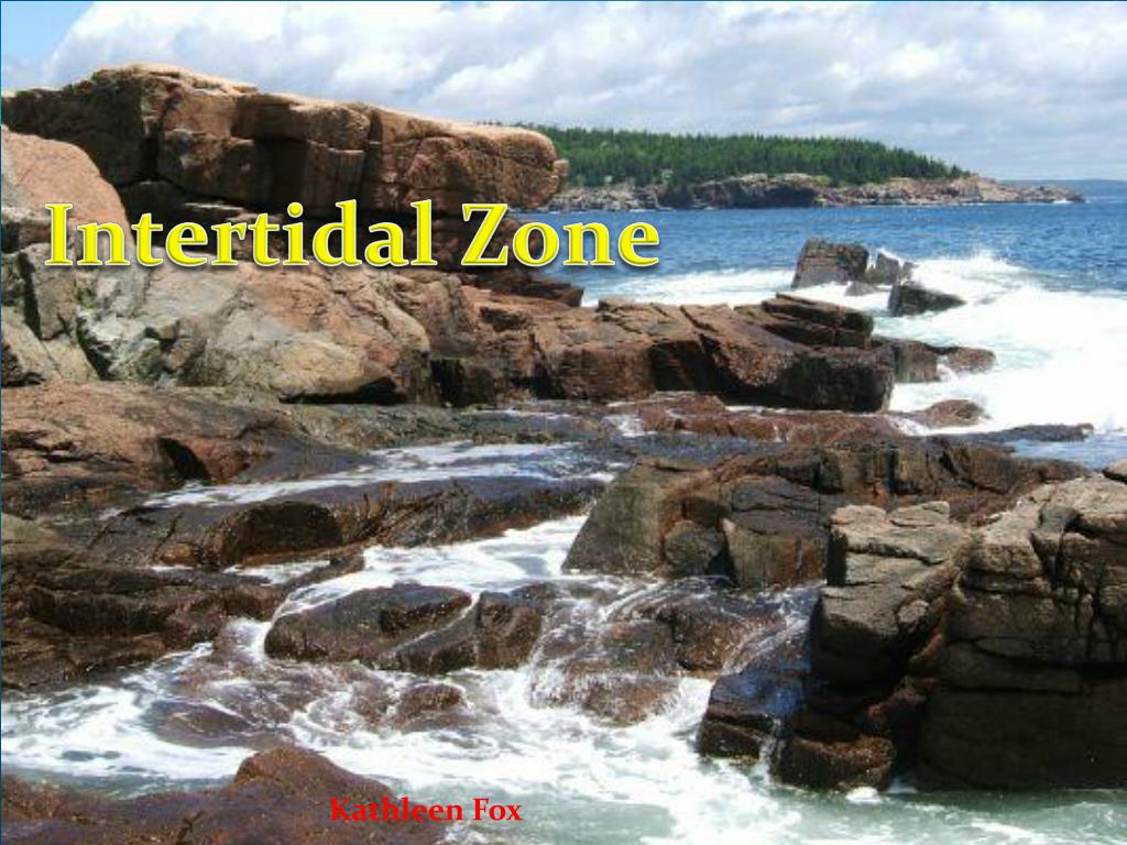 PPT - Intertidal Zone PowerPoint Presentation, free download - ID:1125220